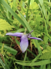Delphinium anthriscifolium