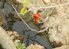 Anaplectes rubriceps