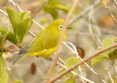 Zosterops anderssoni