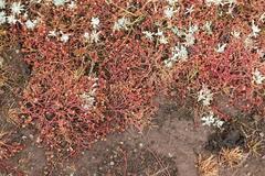 Crassula natans minus