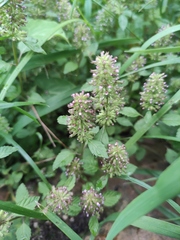 Clinopodium chinense