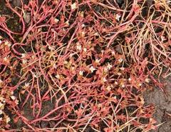 Crassula natans minus