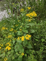 Sinosenecio oldhamianus