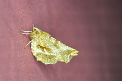 Selenia alciphearia