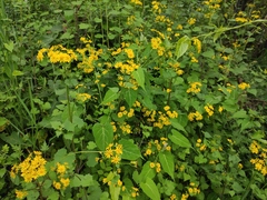 Sinosenecio oldhamianus