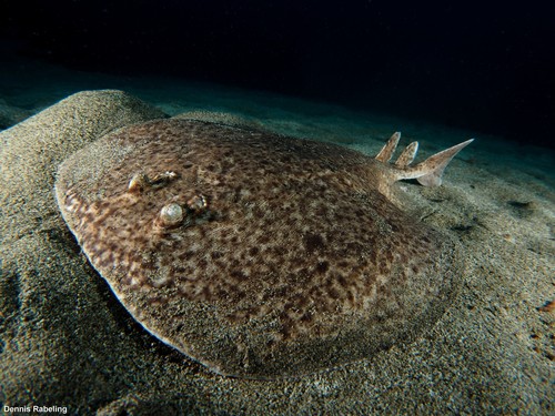 Marbled Torpedo, photo 7 of 8