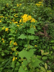 Sinosenecio oldhamianus