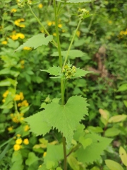 Sinosenecio oldhamianus