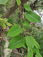 Reynoutria multiflora