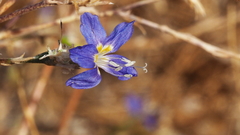 Eriastrum sapphirinum sapphirinum