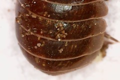 Armadillidium vulgare