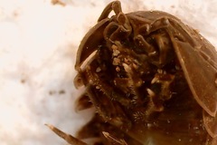 Armadillidium vulgare