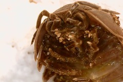 Armadillidium vulgare