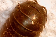 Armadillidium vulgare