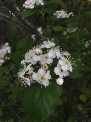 Crataegus brainerdii