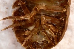 Armadillidium vulgare