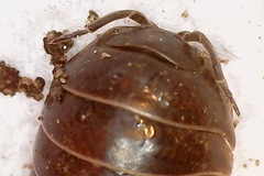 Armadillidium vulgare