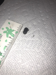 Armadillidium vulgare