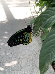 Ornithoptera