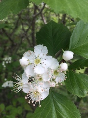 Crataegus brainerdii