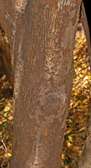 Cleistanthus schlechteri