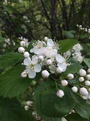 Crataegus brainerdii