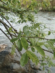 Pterocarya stenoptera