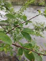 Pterocarya stenoptera