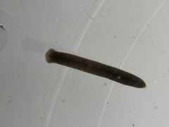 Polycelis nigra