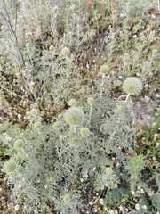 Echinops strigosus