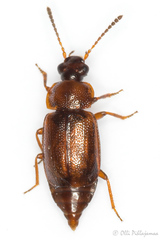 Anthobium atrocephalum