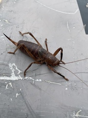 Nesoecia nigrispina