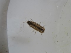 Proasellus meridianus