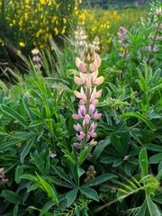 Lupinus gredensis
