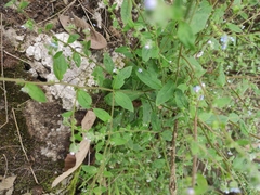 Bothriospermum zeylanicum