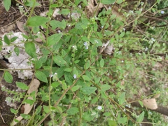 Bothriospermum zeylanicum