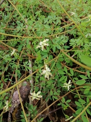 Ceratocapnos claviculata