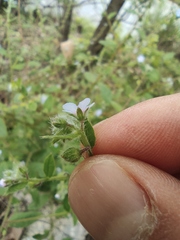 Bothriospermum zeylanicum