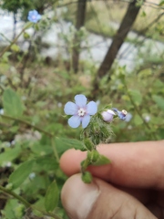 Bothriospermum zeylanicum