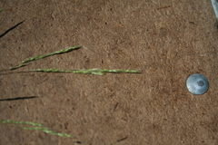 Deschampsia elongata