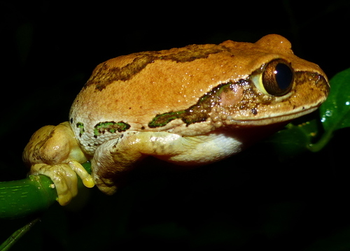 Leptopelis flavomaculatus