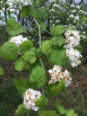 Crataegus coccinioides