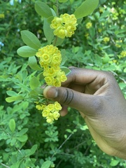 Berberis × ottawensis
