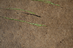 Deschampsia elongata
