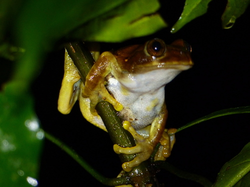 Leptopelis uluguruensis
