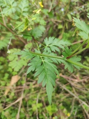 Delphinium anthriscifolium