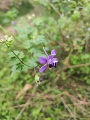 Delphinium anthriscifolium
