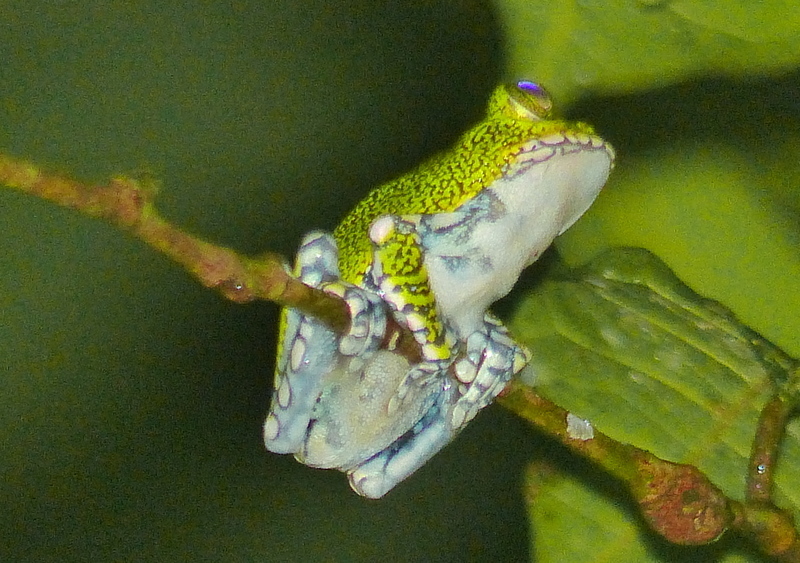 Amani Forest Treefrog