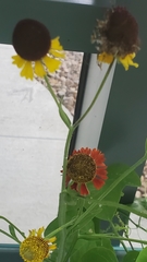 Helenium flexuosum