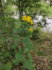 Sinosenecio oldhamianus